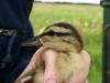 Gadwall Pulli - Caught with Fleyg Net - Lower Derwent Valley NNR 28/06/2003